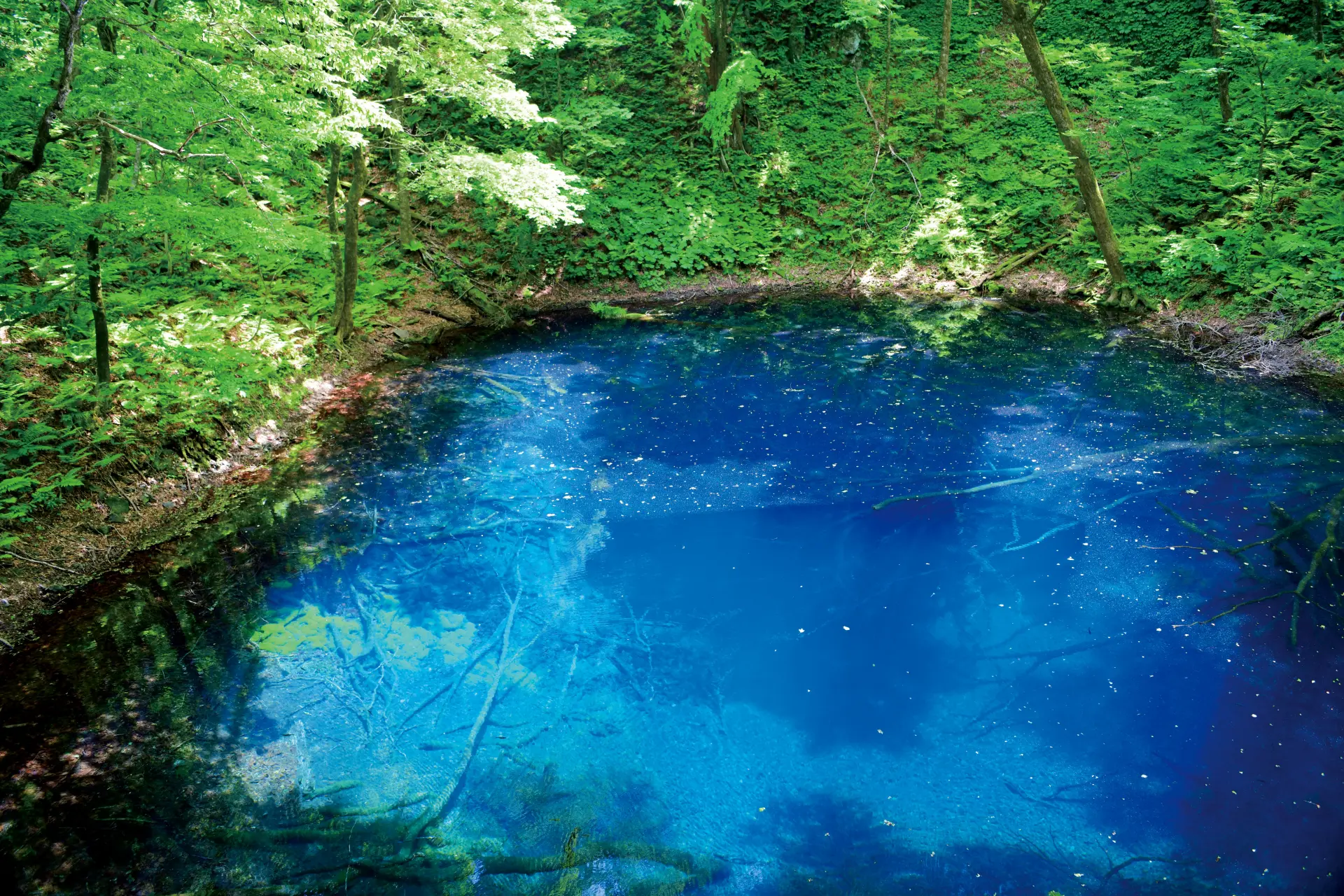 青池のコバルトブルーの水面に、周囲の木々が映り込む幻想的な景観