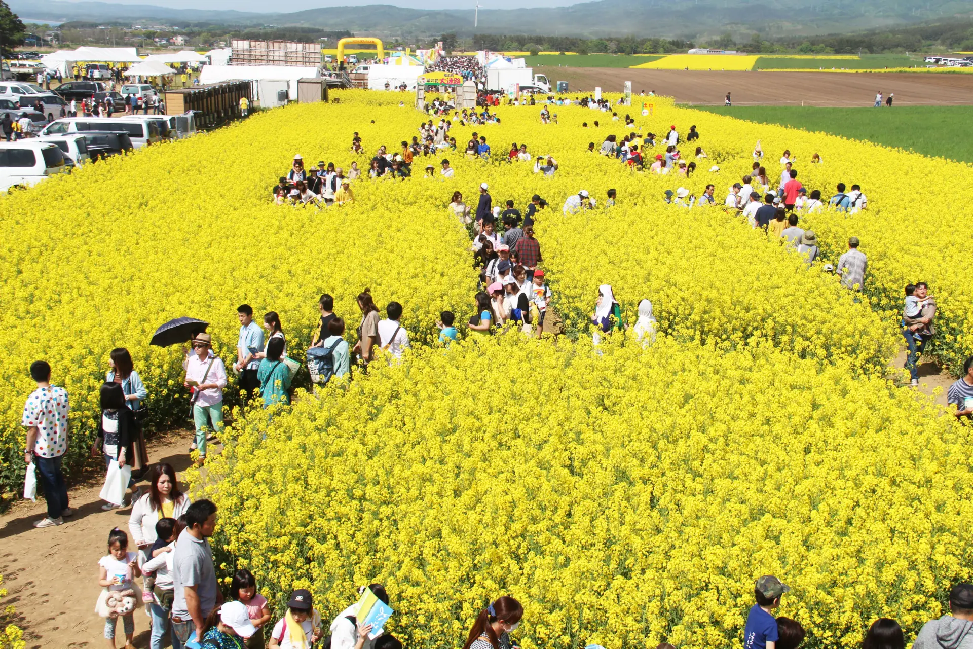 横浜町は菜の花の産地として日本最大級の作付面積を誇る