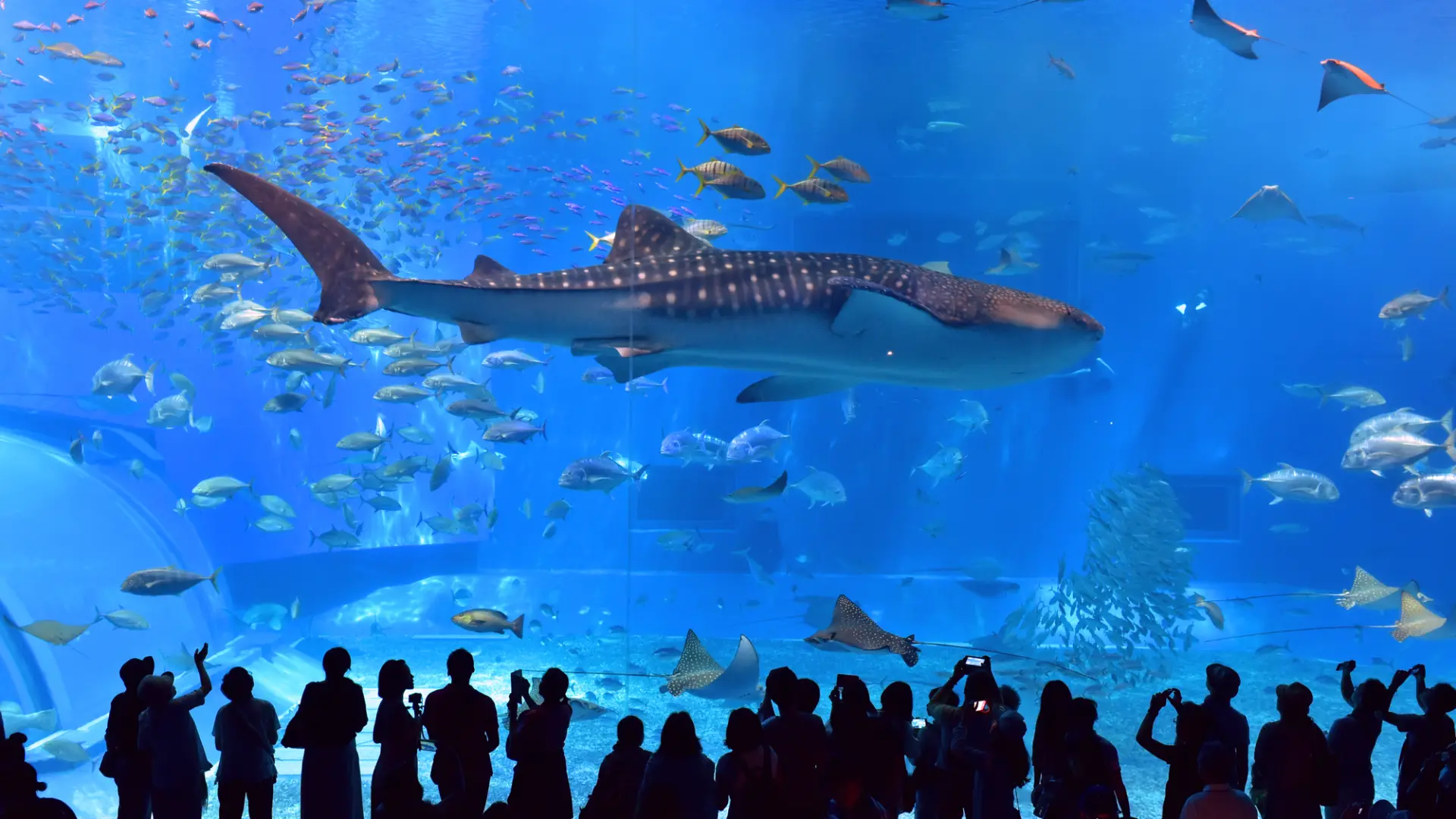 水族館のメイン水槽「黒潮の海」では、ジンベエザメをはじめ沖縄近海の生き物が泳ぐ