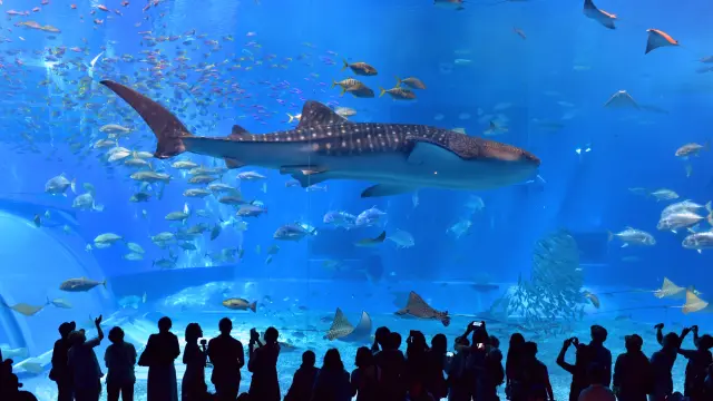 水族館のメイン水槽「黒潮の海」では、ジンベエザメをはじめ沖縄近海の生き物が泳ぐ