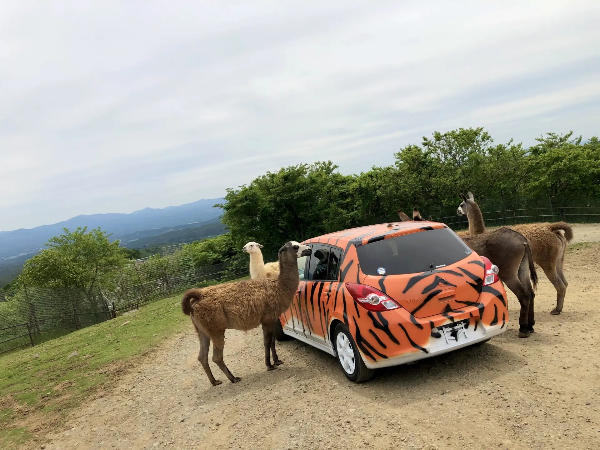 草食動物ゾーンでは車の窓越しにエサやり体験が可能