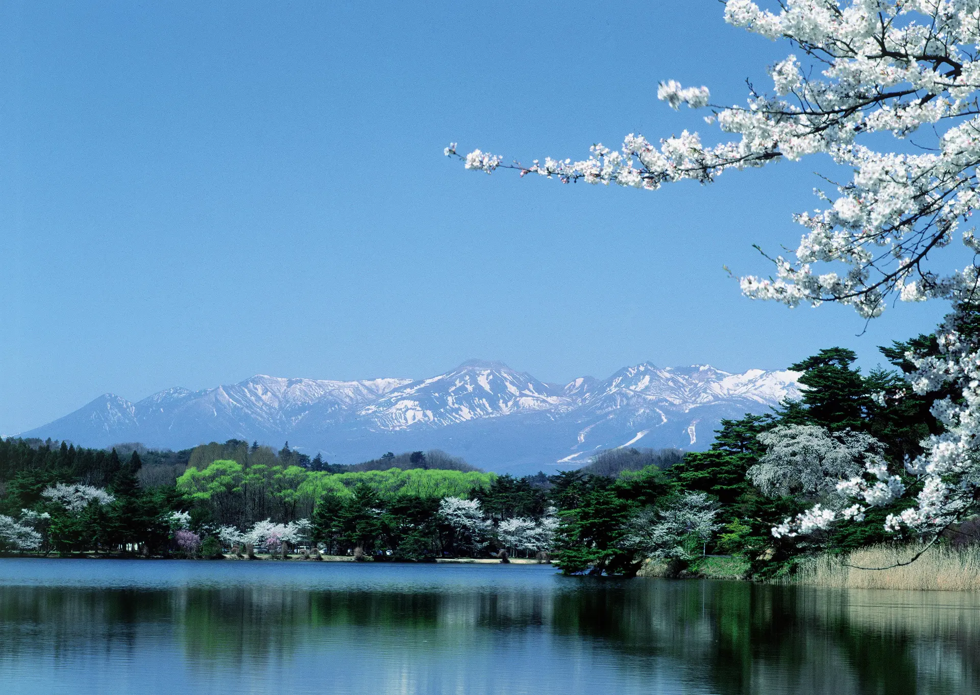 南湖のほとりに整備された公園。湖面と周囲の木々が美しい景観を生む