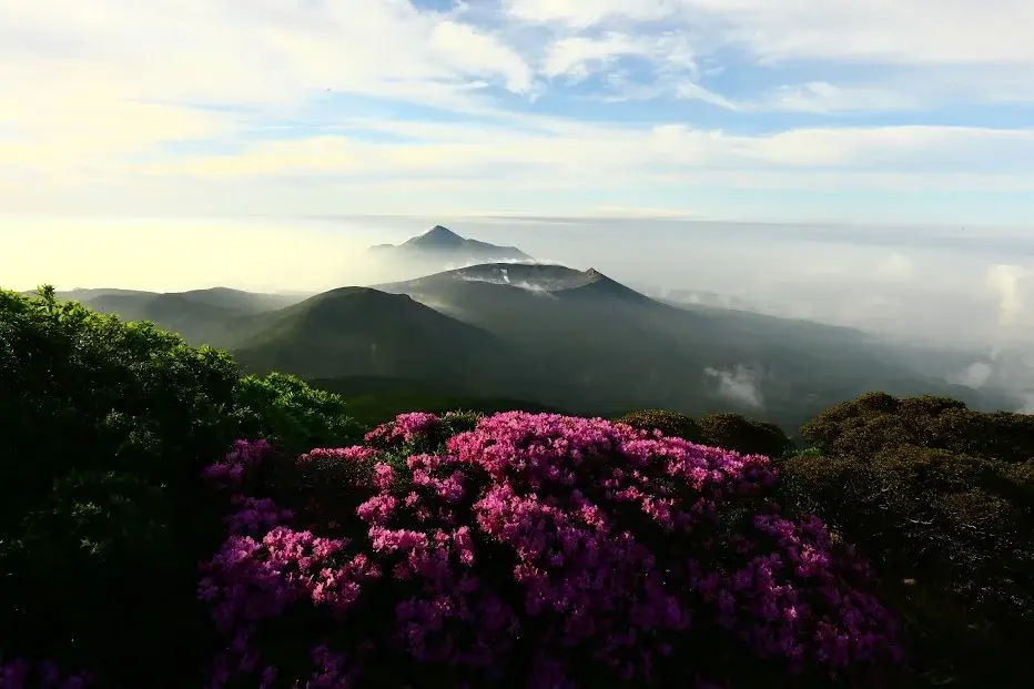 色鮮やかなミヤマキリシマと霧島連山