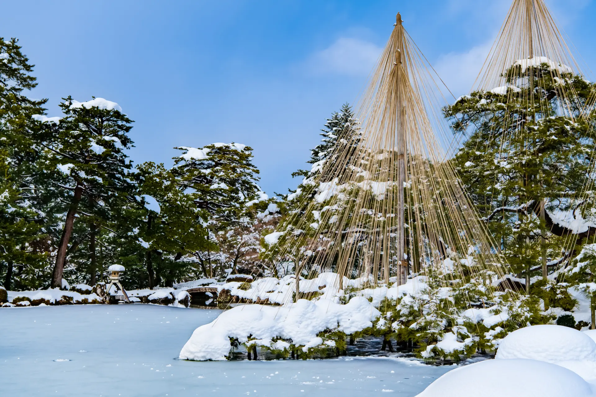 雪化粧した兼六園　唐崎松が雪吊りされている