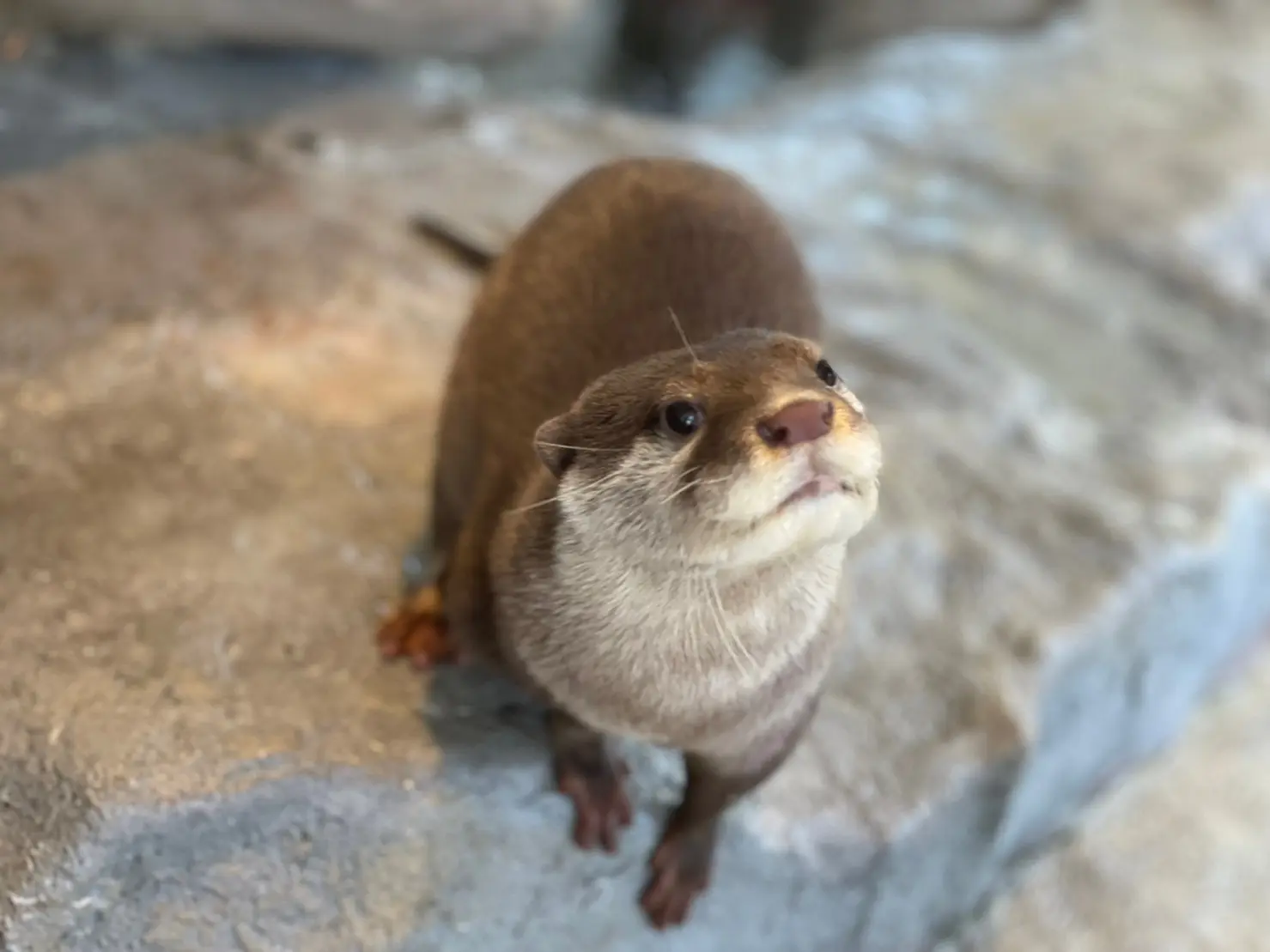 世界最小として知られるコツメカワウソ