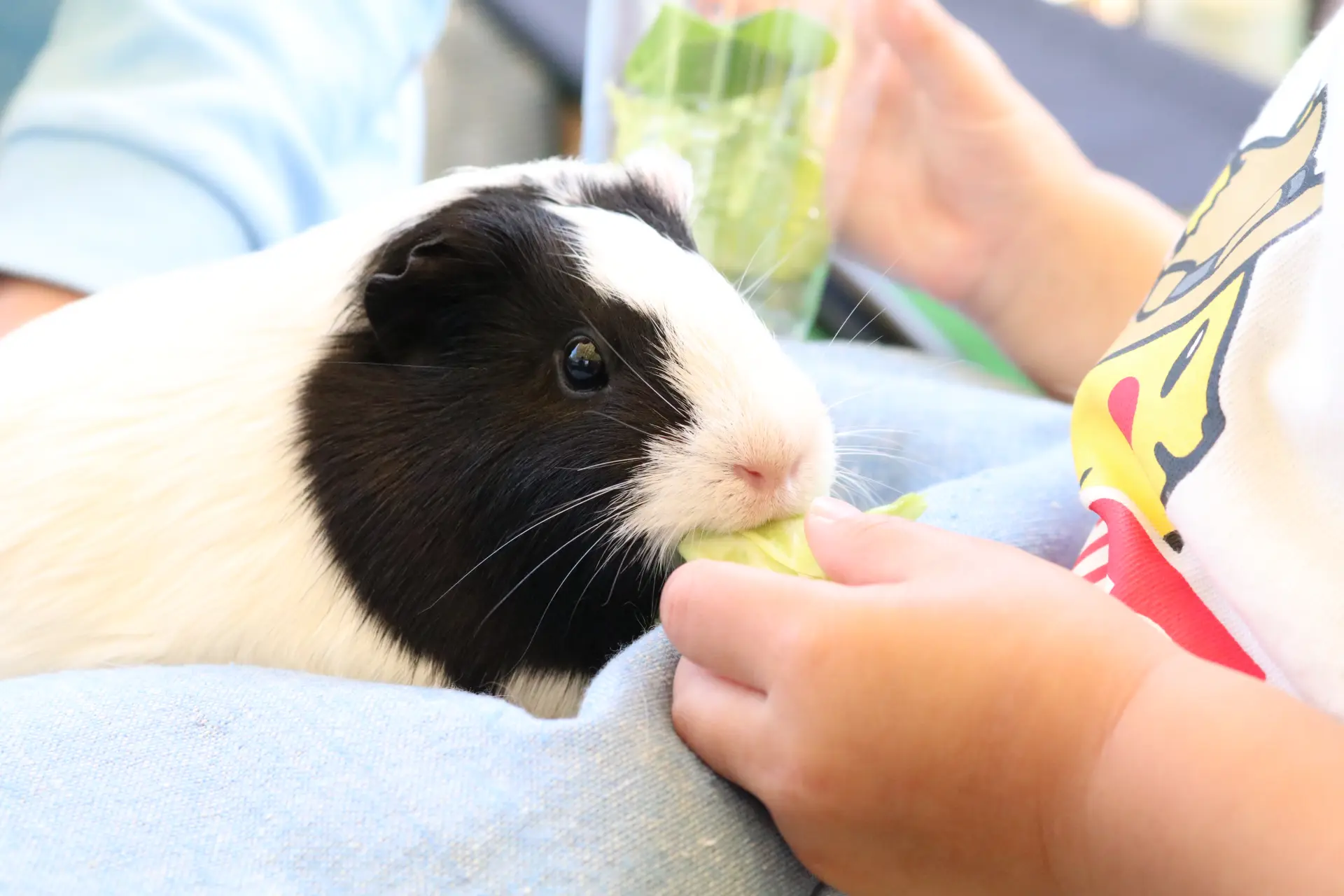 動物とのふれあい体験は子どもに大人気