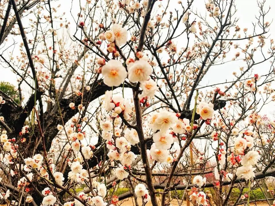 梅の花