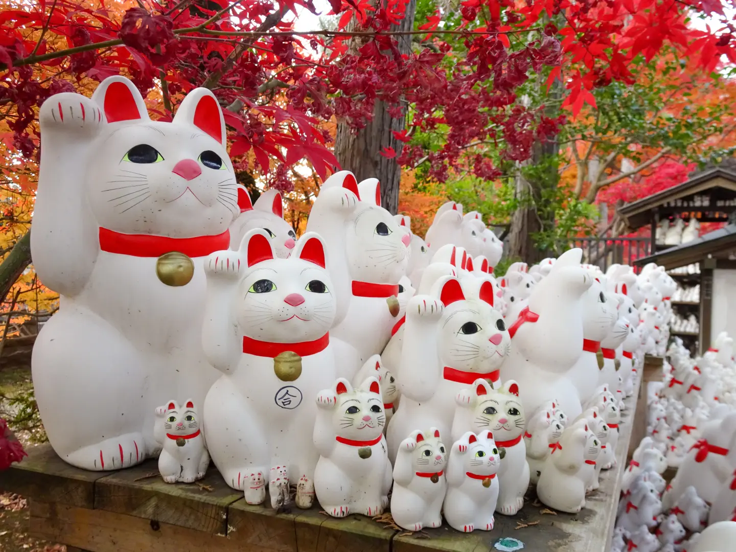 小判を持たず右手だけを挙げている豪徳寺の招き猫。