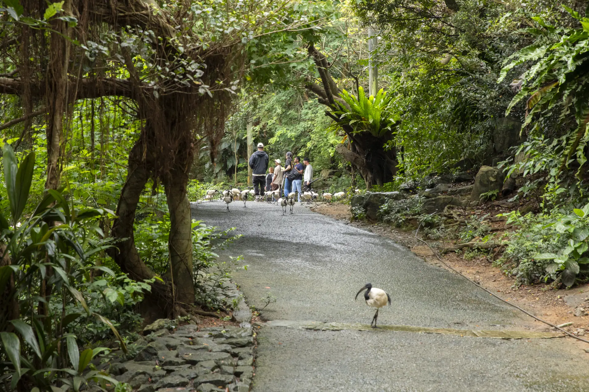 園區內動物的啼鳴聲此起彼落