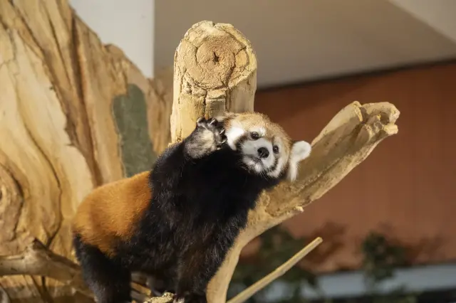 對食物與人類皆充滿好奇心