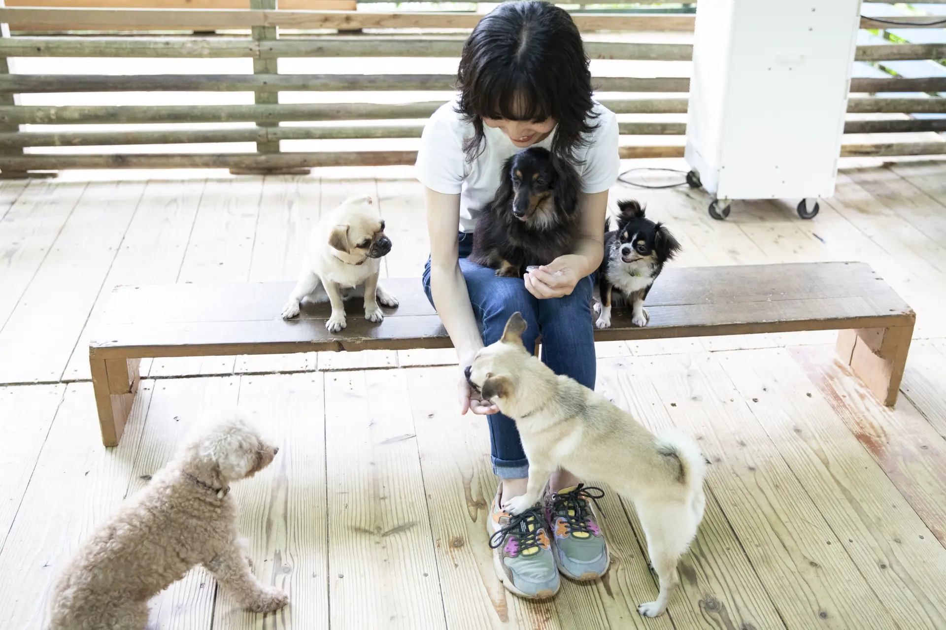 能與各種犬種的小型犬親近互動