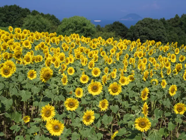 夏は、ひまわり畑の向こうに海景色が広がる「のこのしまアイランドパーク」