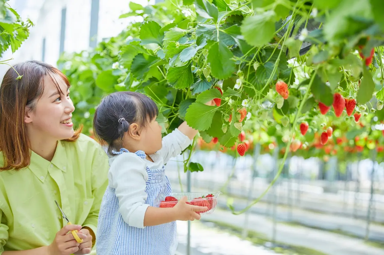 いちごなどの収穫体験も楽しめる