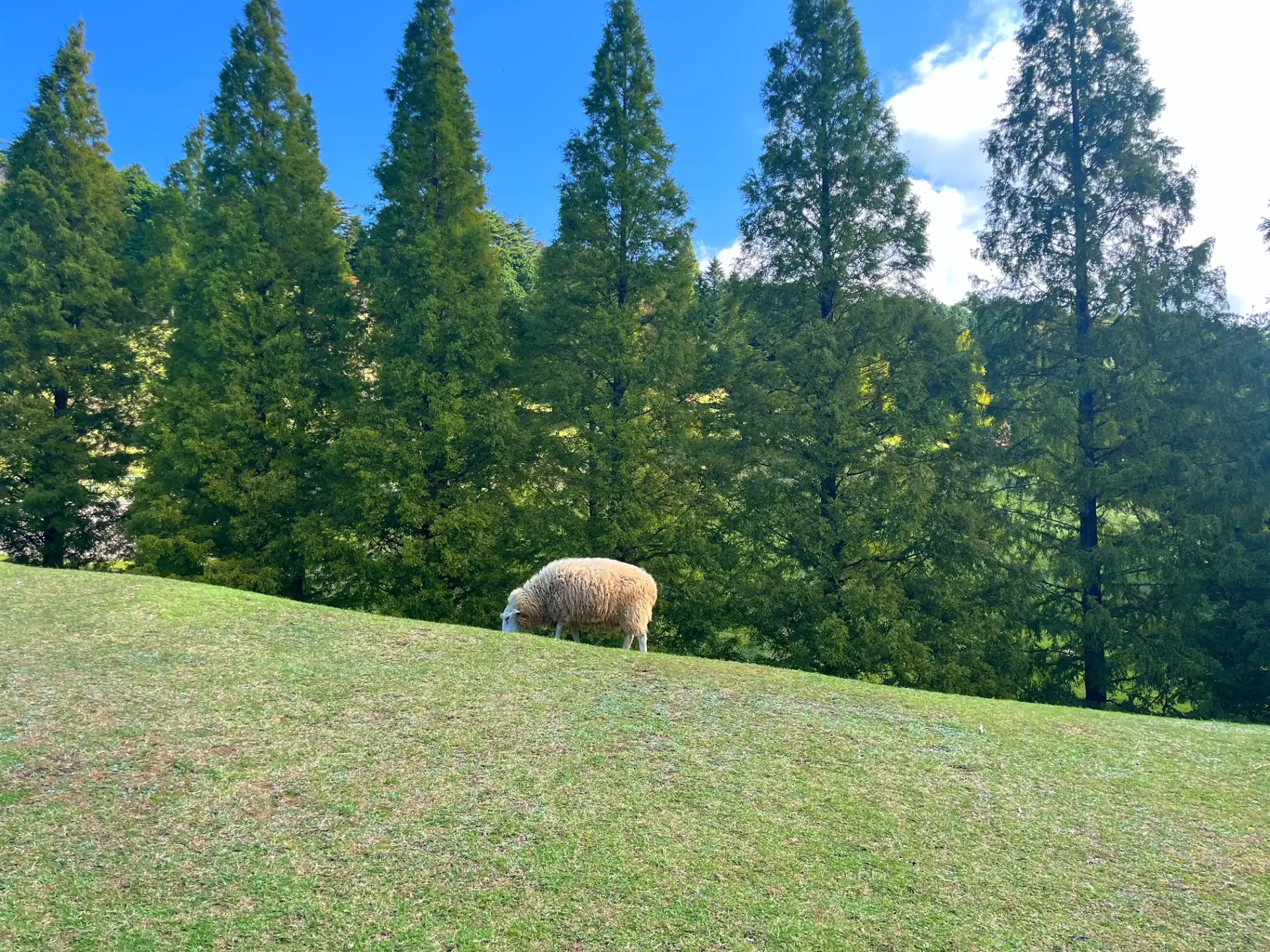 整備された散策路からは、牧草地でのんびり過ごす羊などの姿が