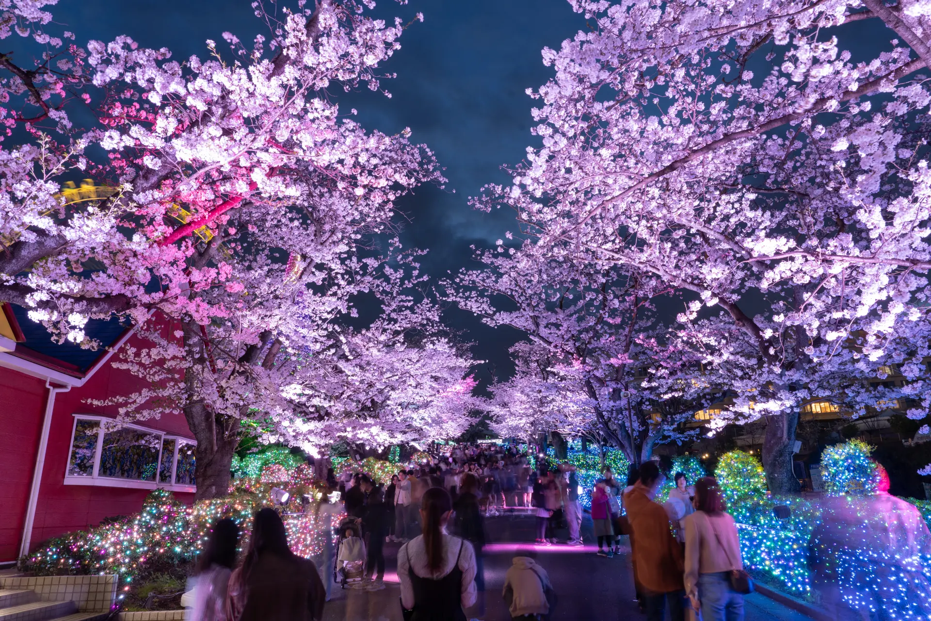 春の夜には「夜桜ジュエルミネーション」が開催