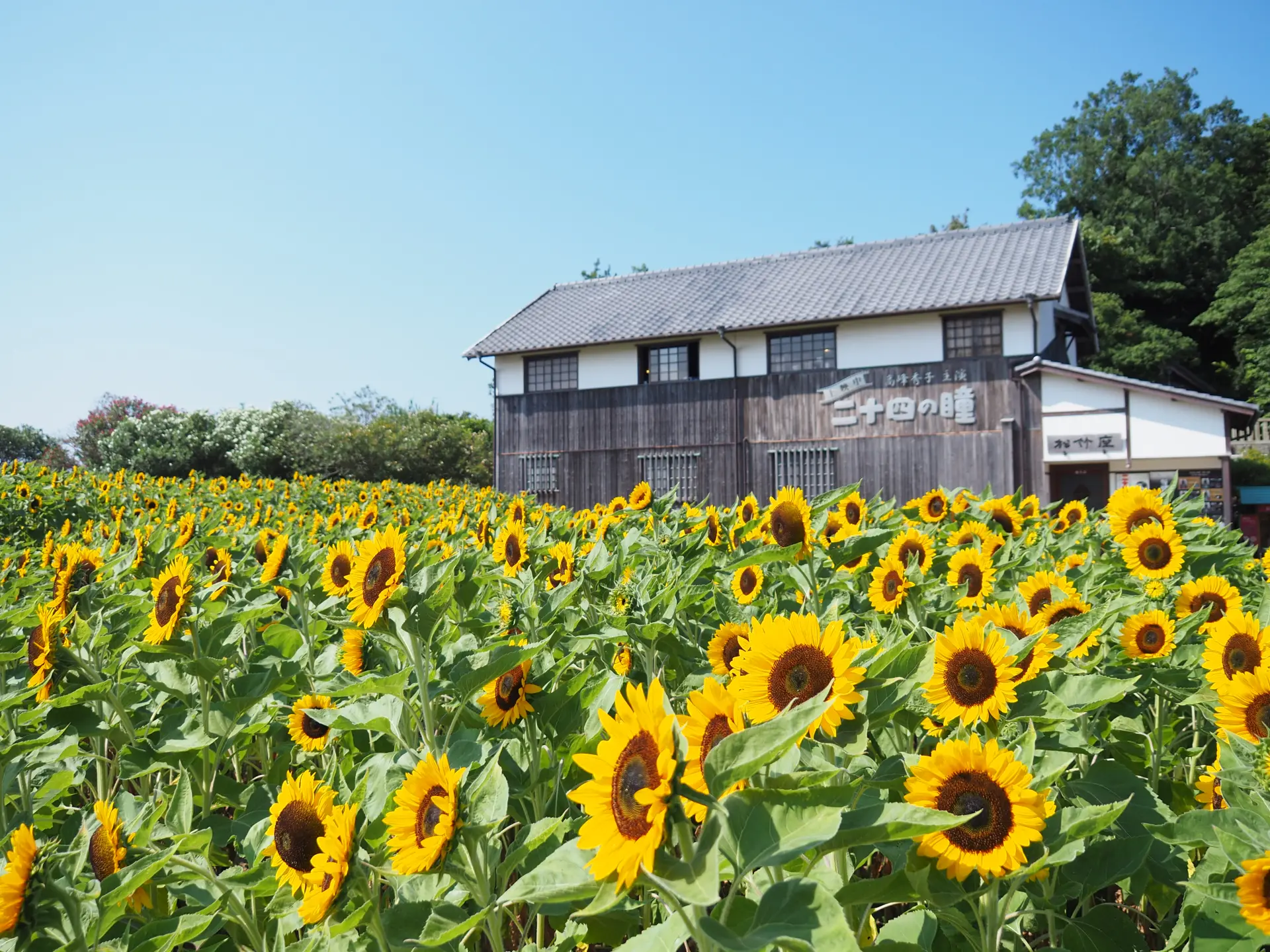 夏には一面のひまわりが咲き誇る