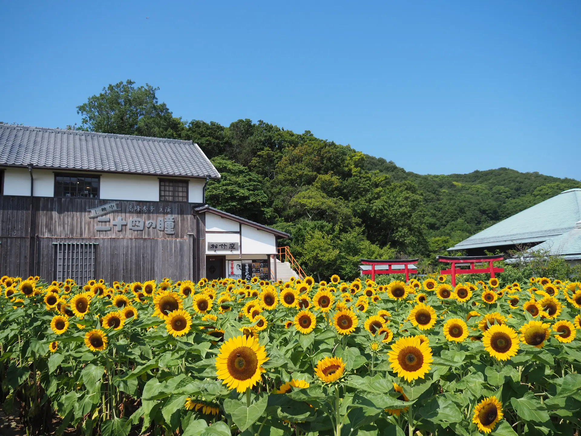 夏にはひまわり畑と木造校舎が織りなす景色が見られる