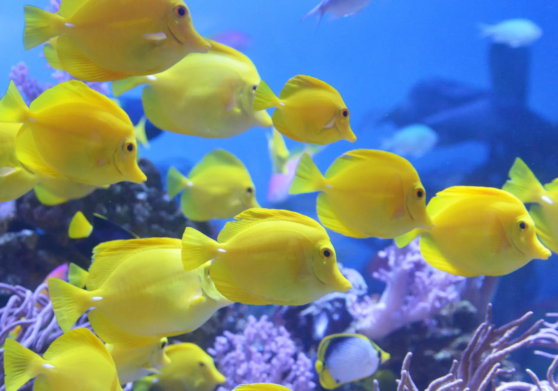 4つのテーマ別水族館では、約700種・12万点もの生きものを展示