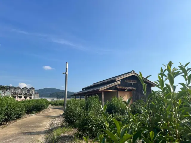修景茶園