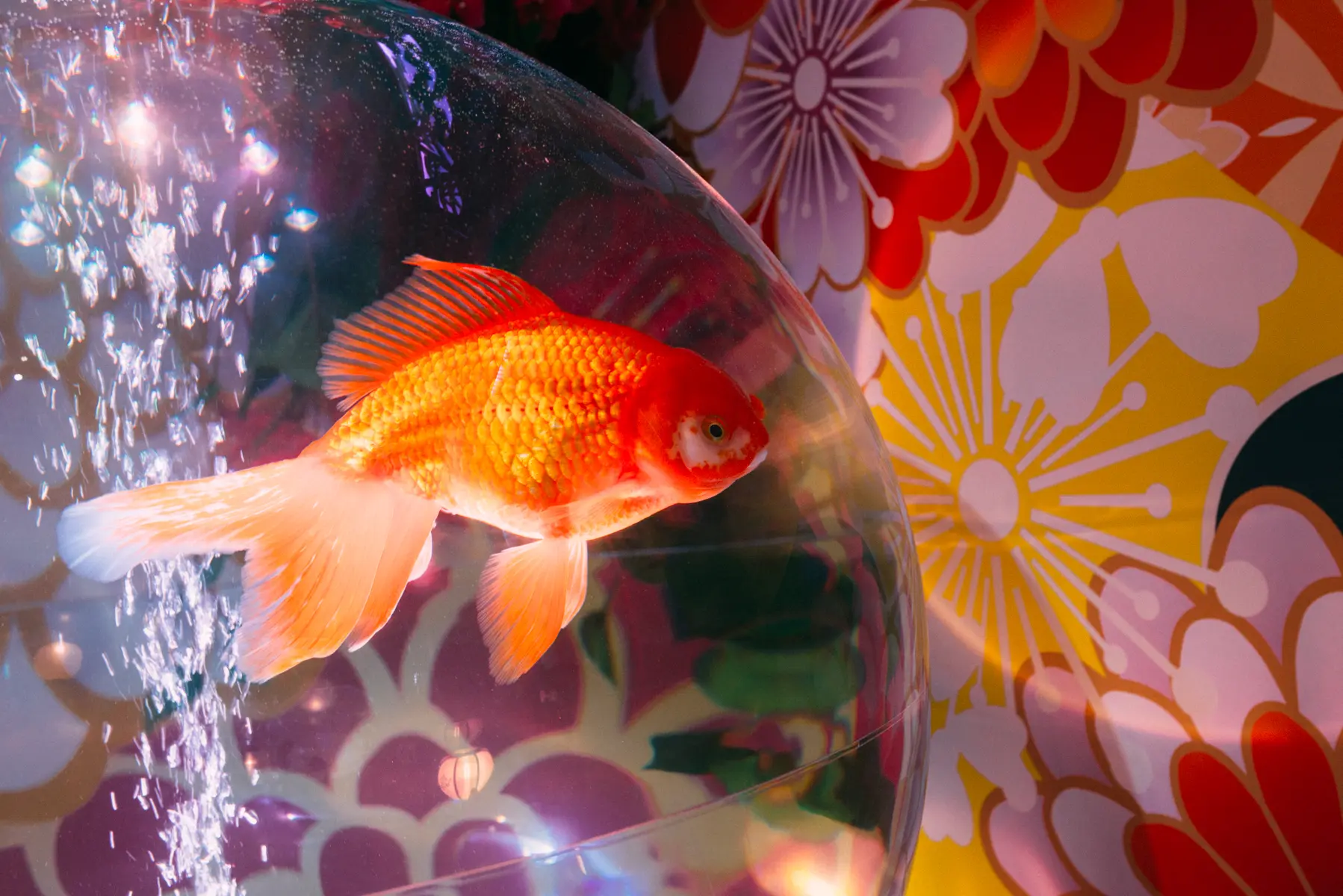 華やかで艶やかな金魚たちに出会える