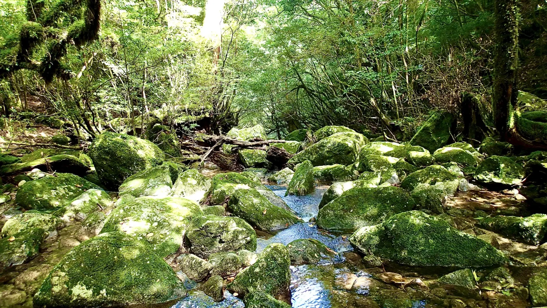 木漏れ日が差し込む神秘的な光景が広がる「苔むす森」