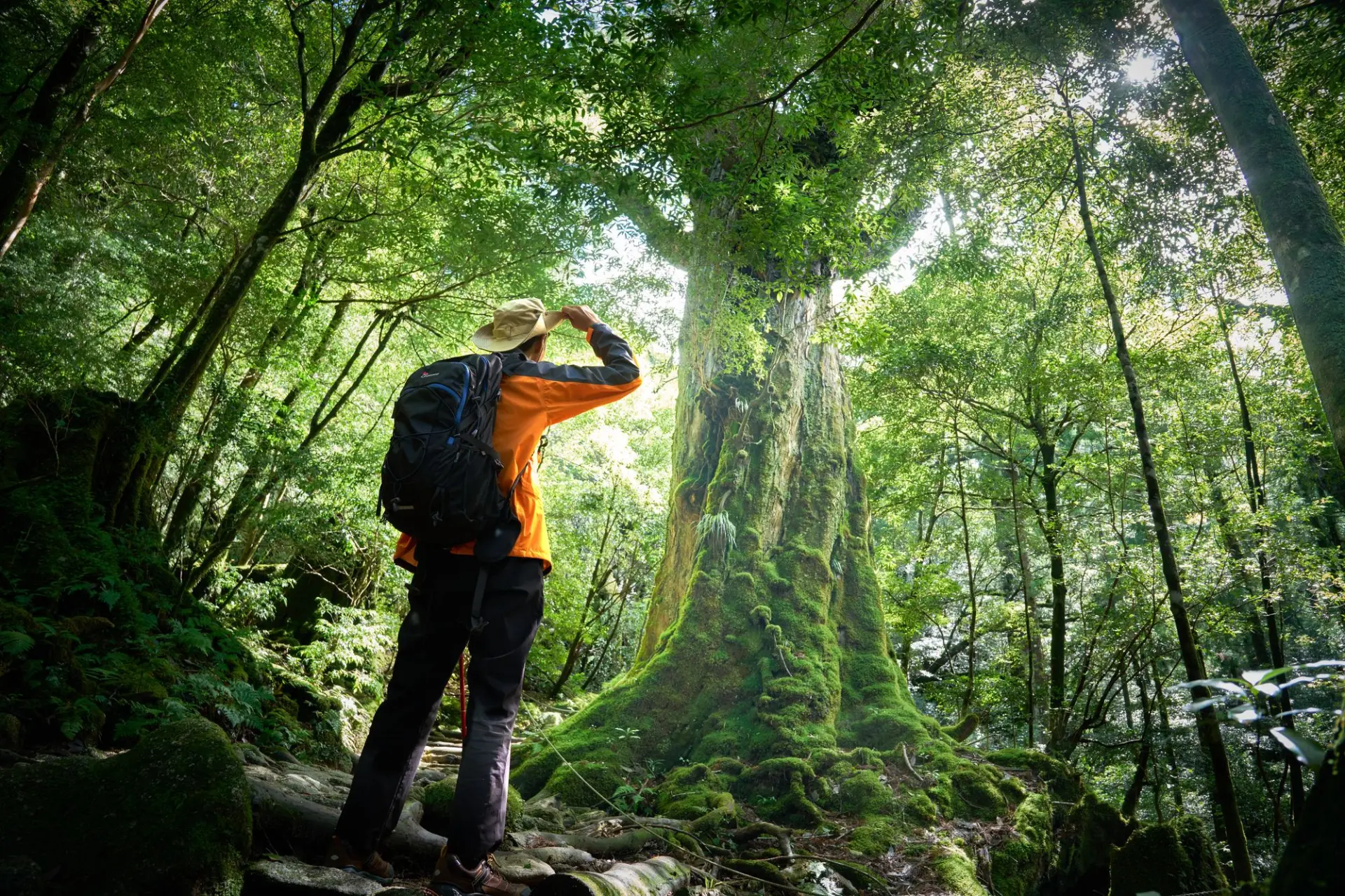 屋久島では、原生林の中を歩きながら巨木や苔むす森に出会える