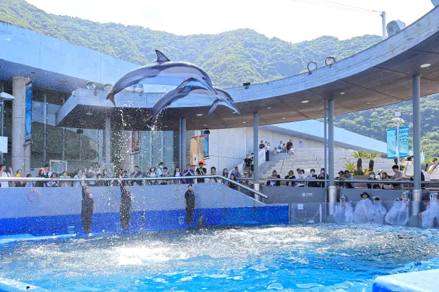 A dolphin show unfolding right before your eyes