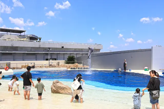 Observe dolphins up close while walking along the water’s edge.