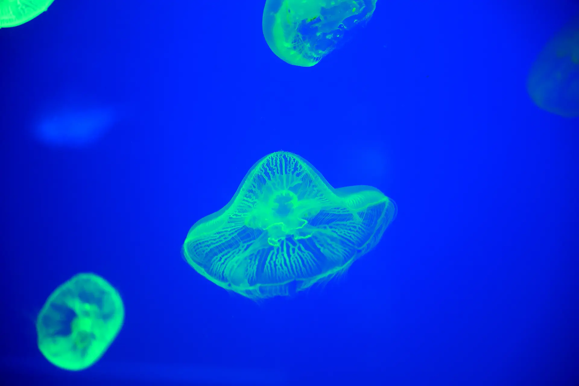 在燈光映照下輕盈搖曳的水母