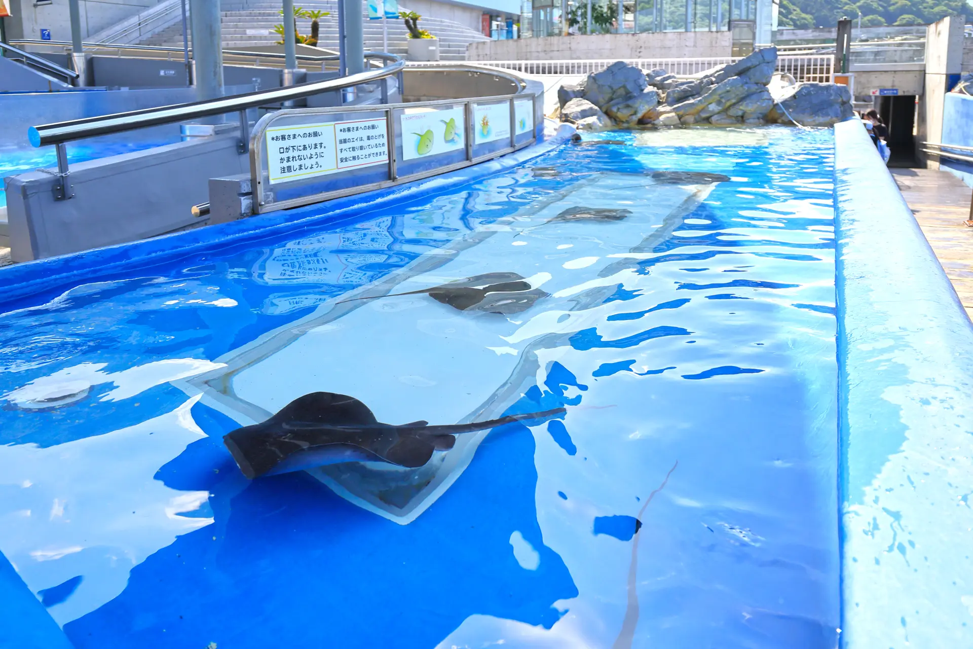 可親手觸摸小型魟魚的「魚類觸摸池」