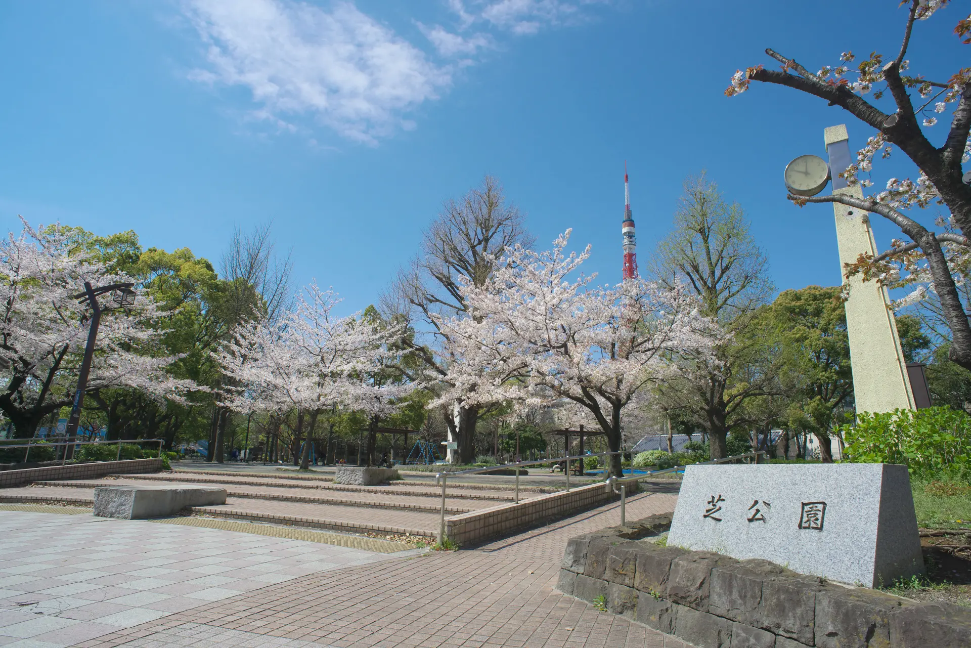 春季的「芝公園」的櫻花值得一看