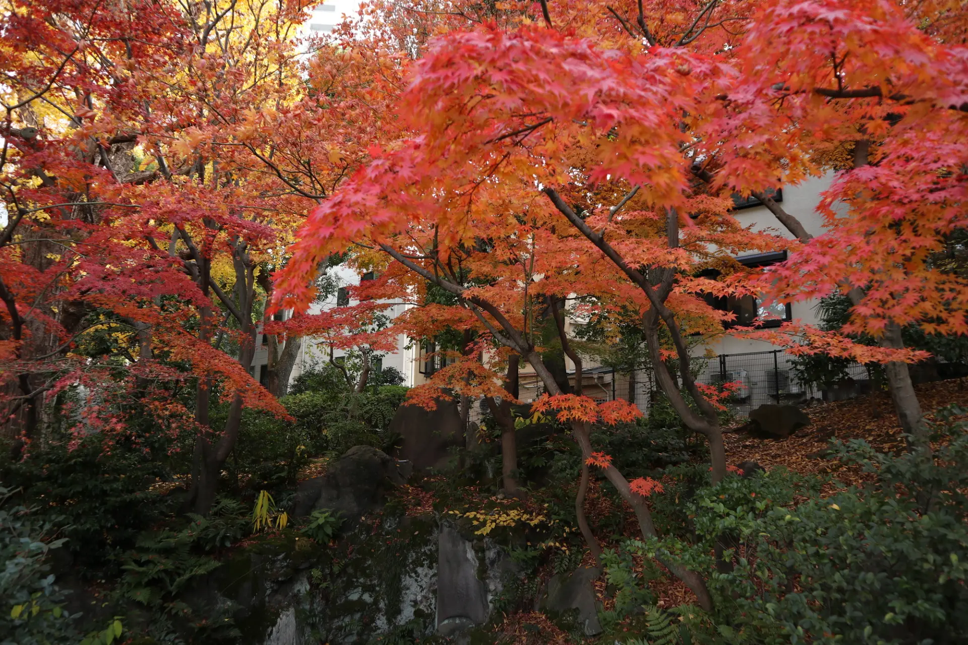 秋には紅葉が庭園を鮮やかに染め上げる