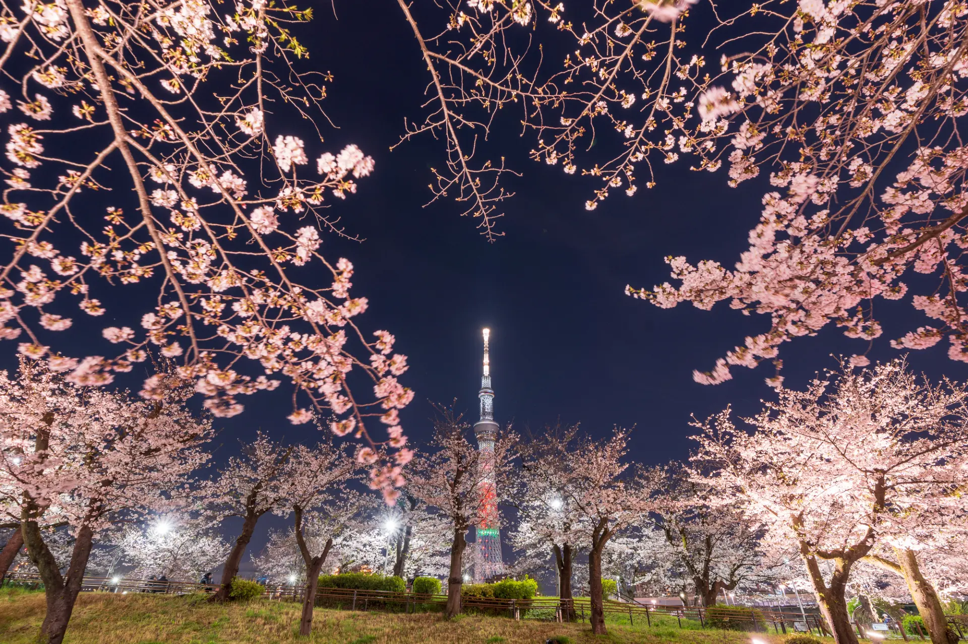 隅田公園の夜桜と東京スカイツリー