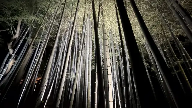 竹林點燈