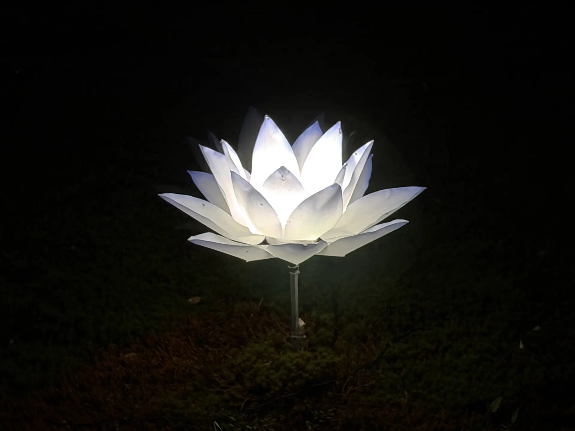 遠くで見ても近くで見ても美しい蓮の花