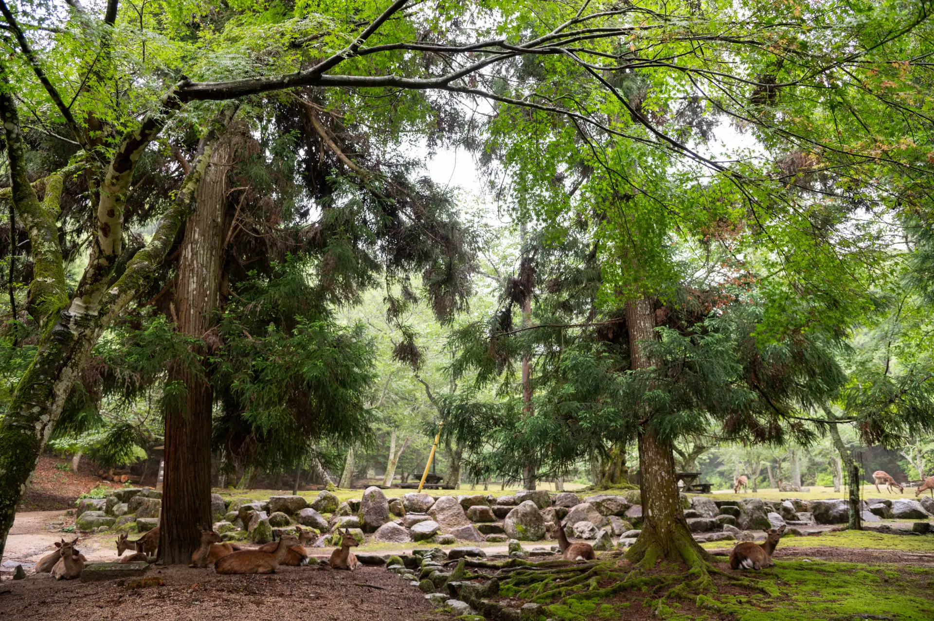Omoto Park, where you can encounter many deer