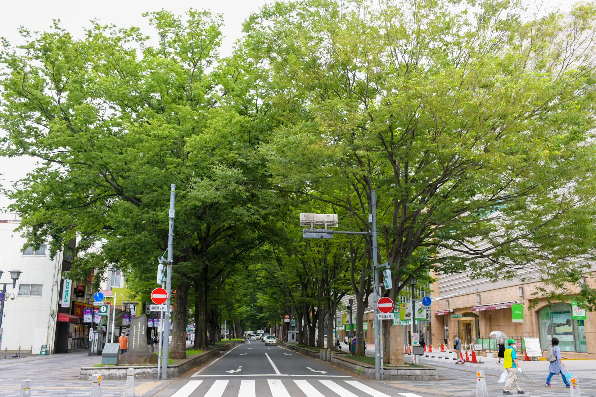 けやき並木としては唯一の国指定天然記念物