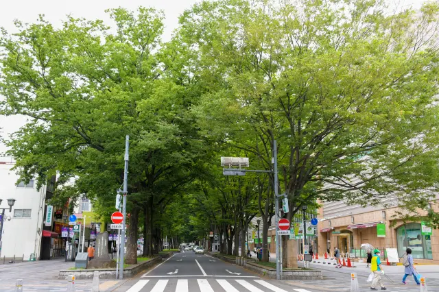 けやき並木としては唯一の国指定天然記念物