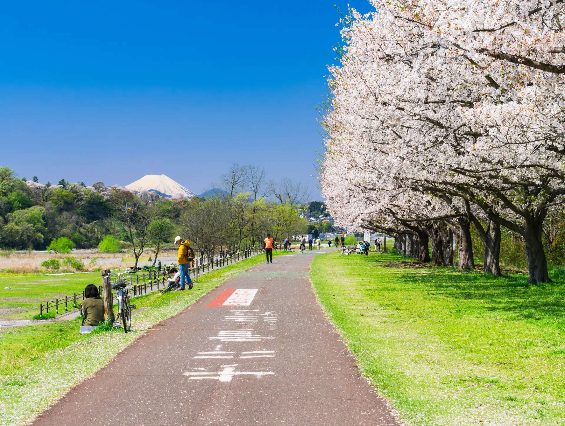 「府中多摩川かぜのみち」の桜