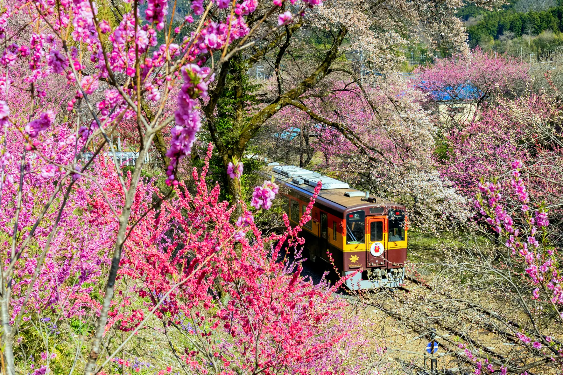 線路沿いに季節の花が咲き誇る