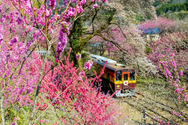 線路沿いに季節の花が咲き誇る