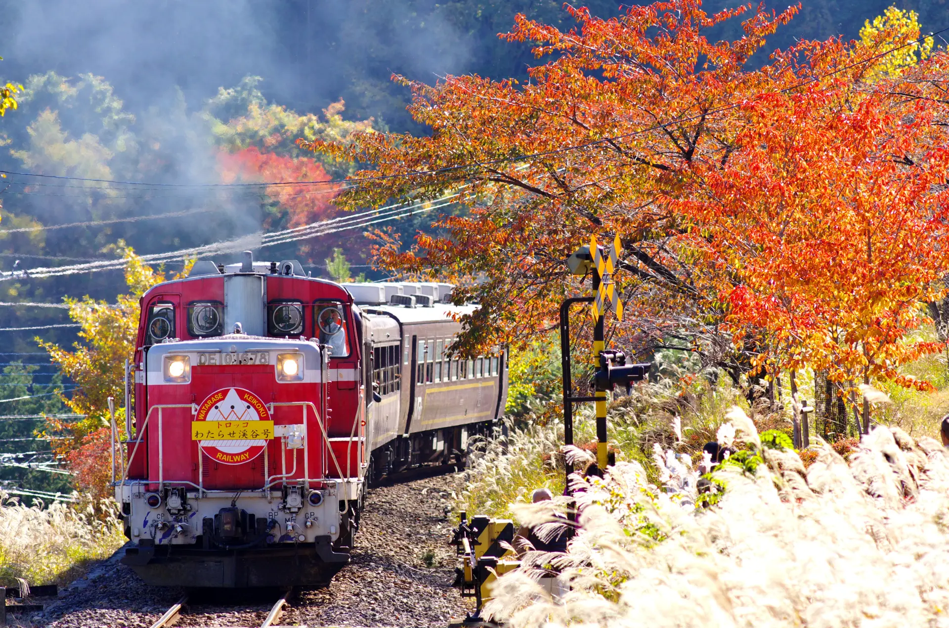 10月下旬〜11月下旬のどこかで紅葉が楽しめる
