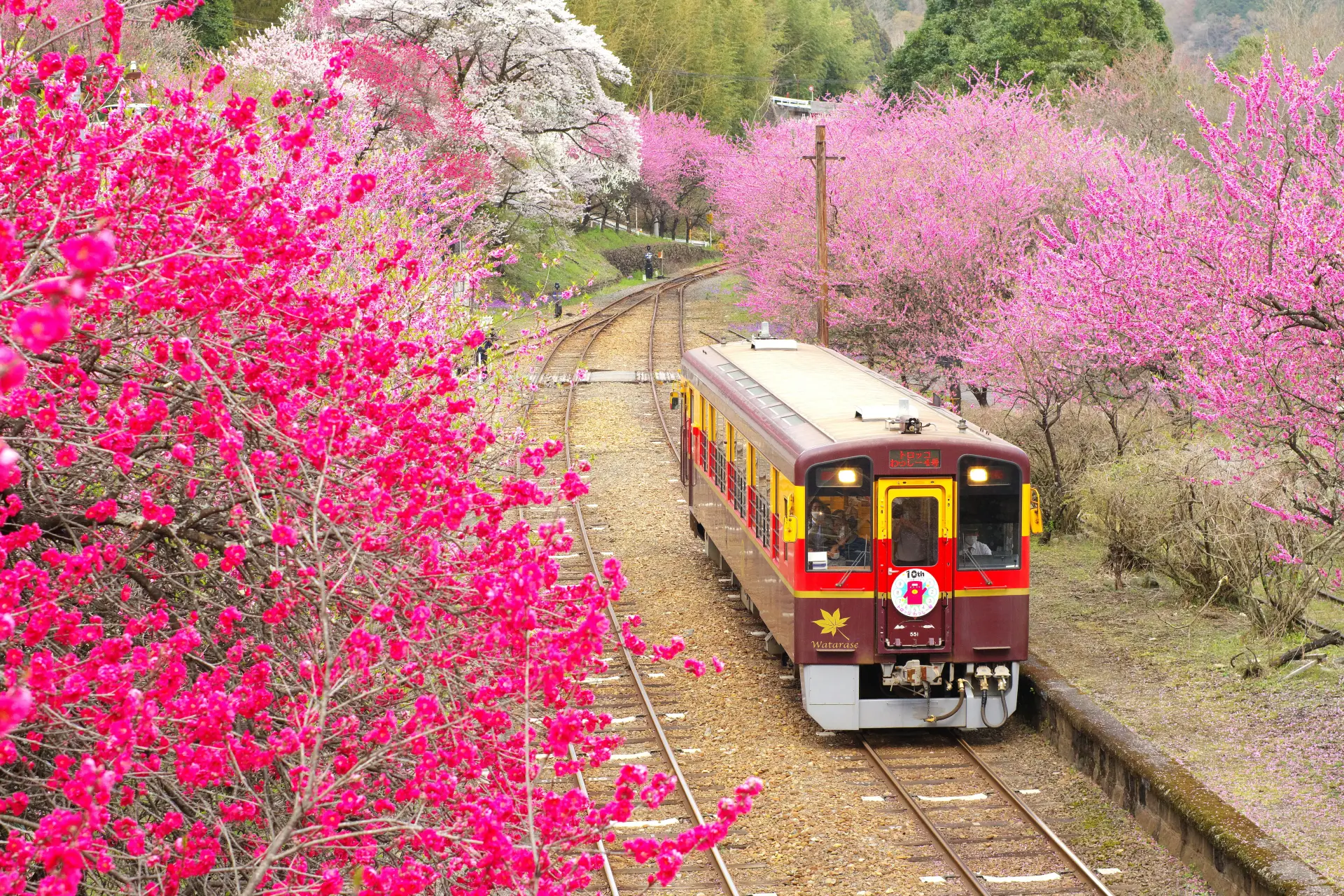 花桃咲き誇る春の神戸駅