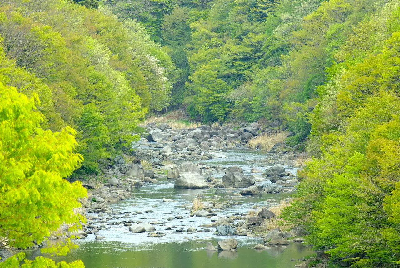 車窓から望む川面に近い目線の渓谷風景