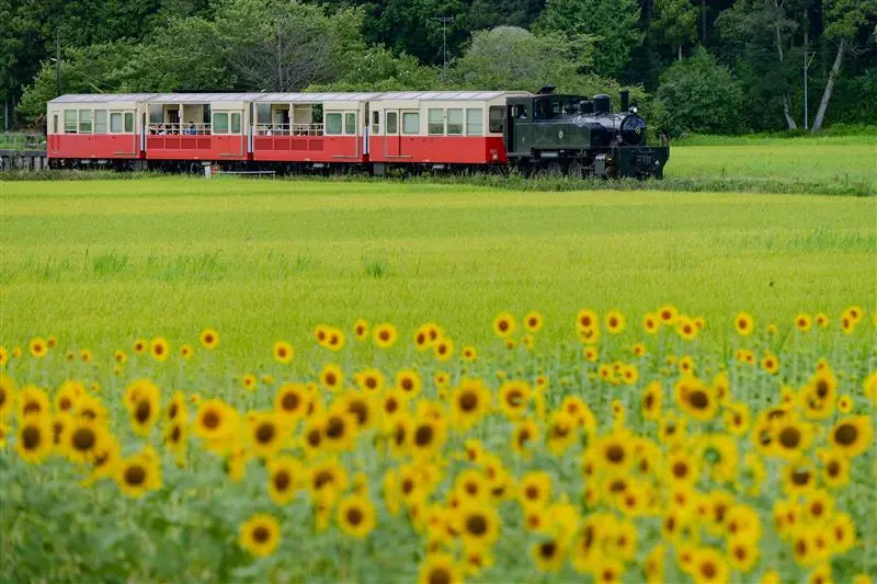 里山の田園に咲き誇るひまわり