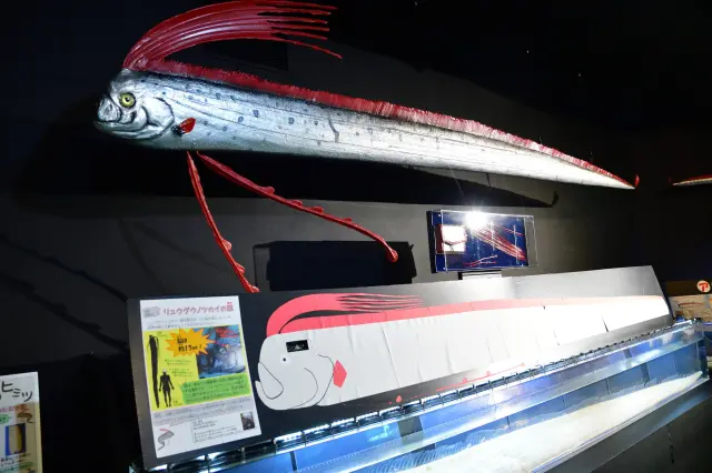 在魚津水族館，可與孩子一邊觀察富山灣的生物，一邊快樂學習