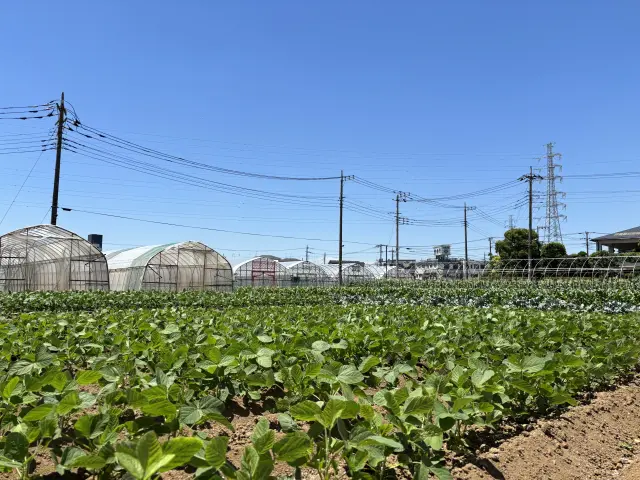 住宅街の中にも農地が広がっている