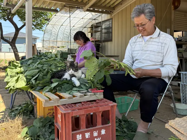 収穫したエダマメは丁寧に荷造り。これもおいしさの秘訣
