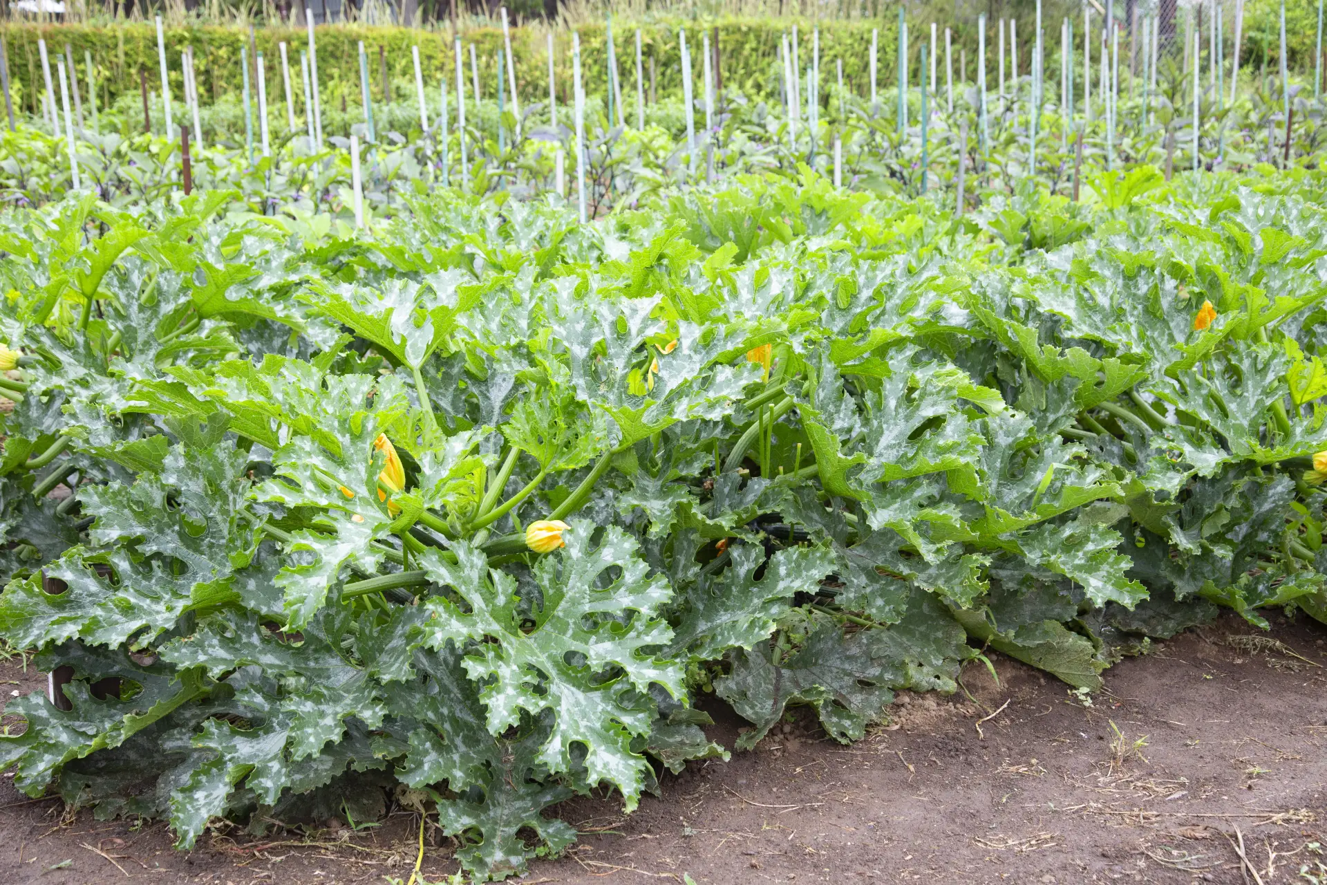 環境に優しい方式で育てられた野菜