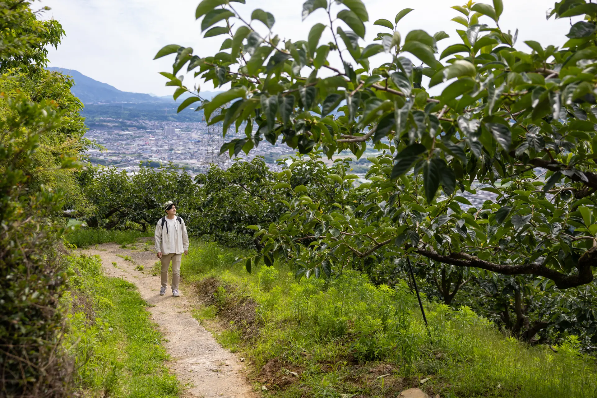 Orchards of persimmons, a local specialty of Kudoyama, spread out near the viewpoint.